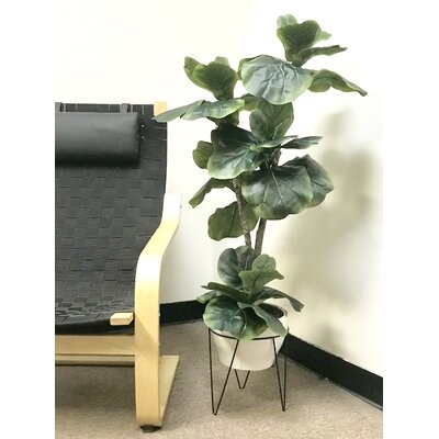Fiddle Leaf Fig Plant in Pot - Image 1