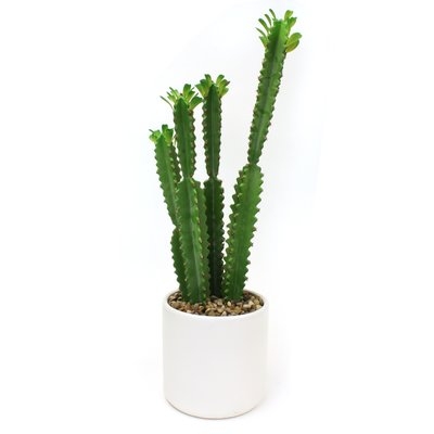 Tall Cactus Plant in Planter - Image 0