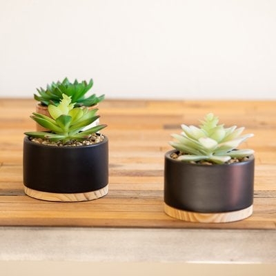 2 Piece Succulent Plant in Pot - Image 0