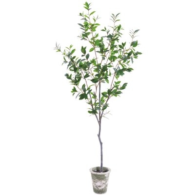 Laurel Tree In Clay Pot - Image 0