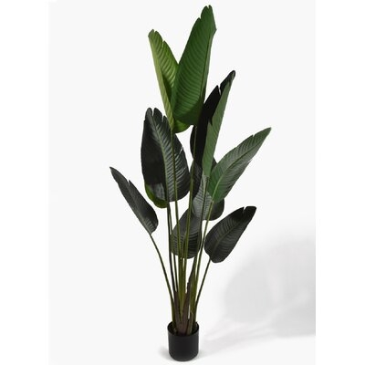 57'' Banana Leaf Plant in Pot - Image 0
