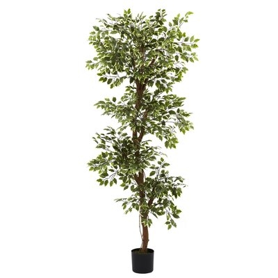 Variegated Ficus Tree in 6.5x6.5 Pot - Image 0