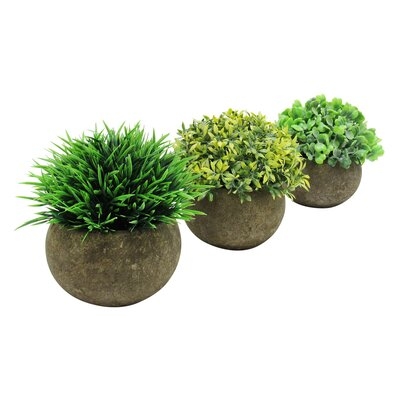 3 Piece Grass Leaf Mix Boxwood Plant in Pot Set - Image 0