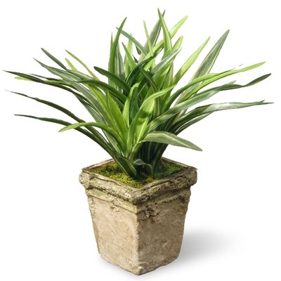 Mini Dracaena Plant in Pot - Image 0