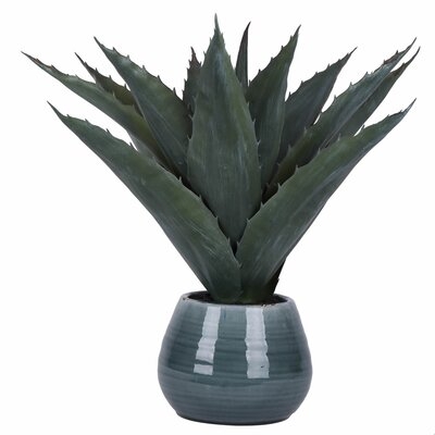 Succulent in Pot - Image 0