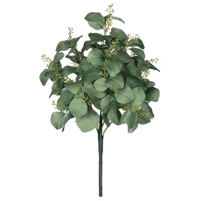 Eucalyptus Bush Stem - Image 0