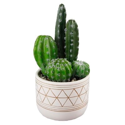 Succulent in Pot - Image 0