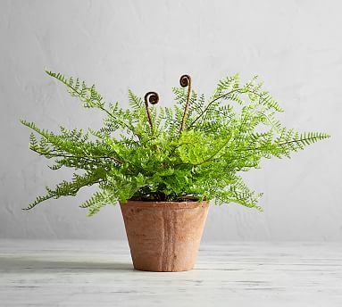 Faux Potted Fiddle Head Fern Houseplant - Image 1
