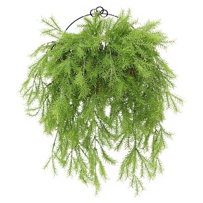 Pine Branch Wall Hanging Boxwood Topiary in Basket - Image 0
