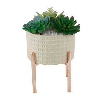 Succulent Plant in Pot - Image 0