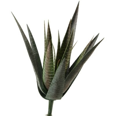 Agave Plant Agave Plant - Image 0