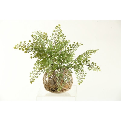 Flat Iron Fern Desk Top Plant in Bowl - Image 0