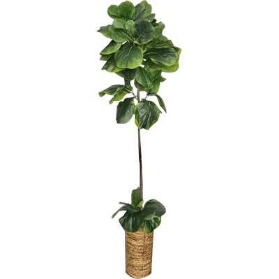 Fiddle-Leaf Fig Tree in Basket - Image 0