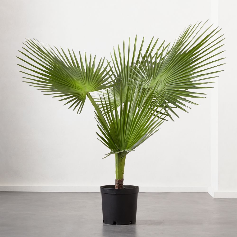 Faux Potted Fan Palm Tree - Image 0