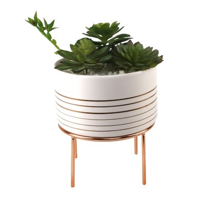 Succulent Plant in Pot Set - Image 0