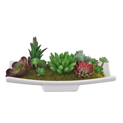 Desktop Succulent Plant - Image 0