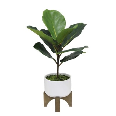 23" Tall Fiddle Leaf  In Ceramic Planter On Wood Stand,White - Image 0