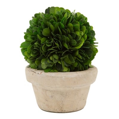 Boxwood Ball Topiary in Pot - Image 0