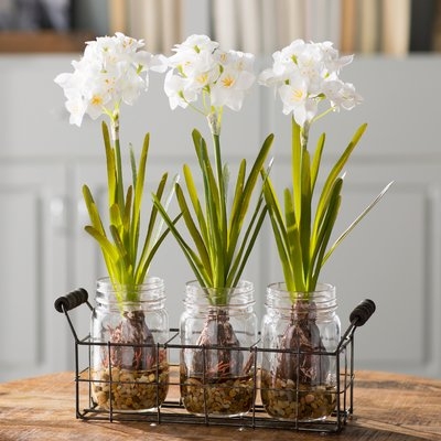 Orchids Floral Arrangement in Glass Jars - Image 0