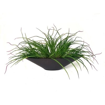 Onion Grass in Pot - Image 0