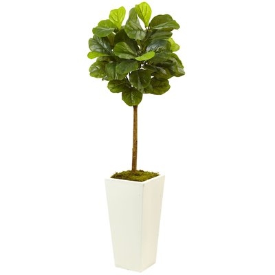Fiddle Leaf Fig Plant in Planter - Image 0
