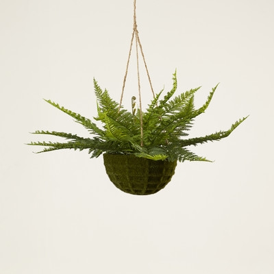 Fern Hanging Plant in Basket - Image 0
