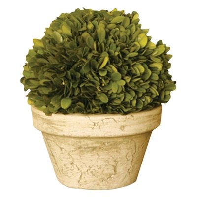 Preserved Potted Boxwood Topiary - Image 0