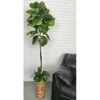 Fiddle-Leaf Fig Tree In Basket - Image 0