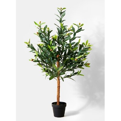 Fleur De Lis Living Olive Tree In Pot, Measures 36" Tall - Image 0
