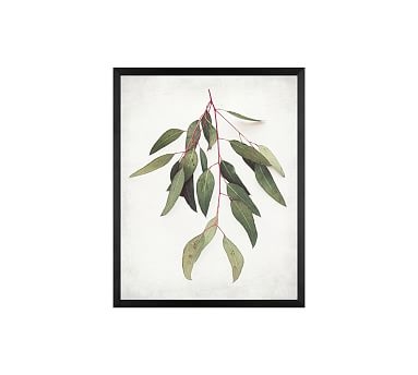 Eucalyptus Sprig Paper Print by Lupen Grainne, 20 x 16", Wood Gallery, Black, No Mat - Image 0