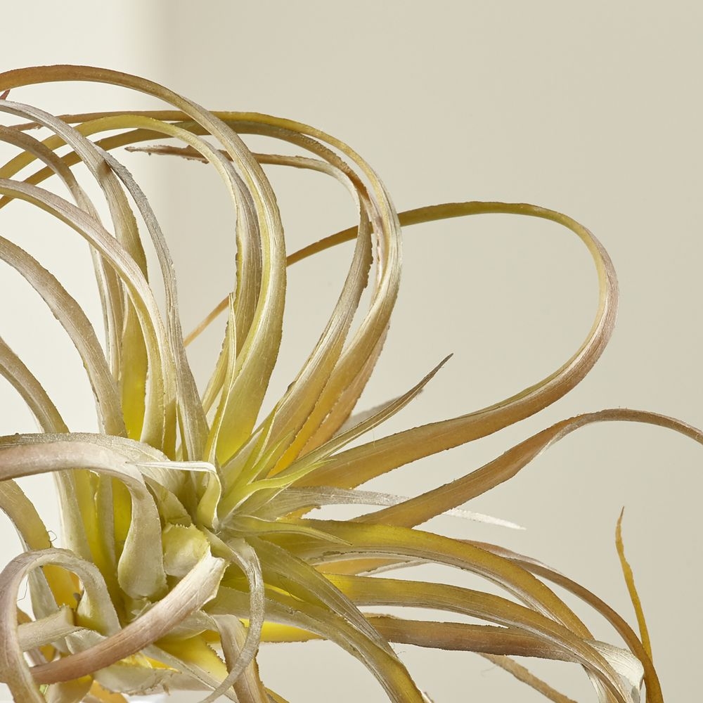 Tillandsia Curly Faux Succulent Stem - Image 0