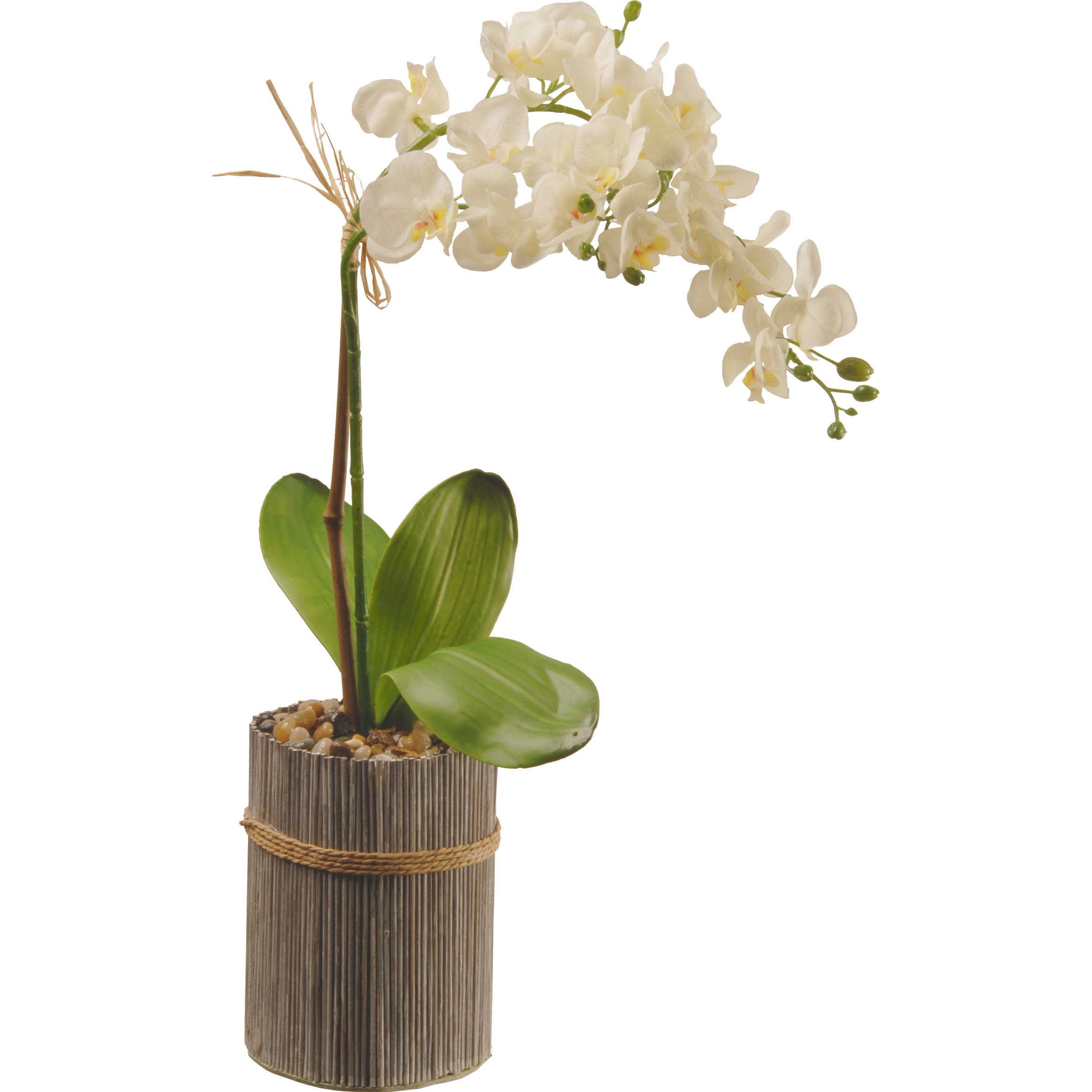 Potted Orchid - Image 0