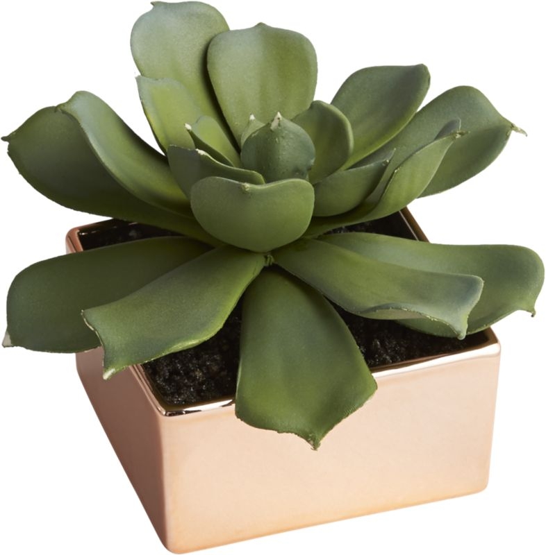 Potted succulent with copper pot - Image 0