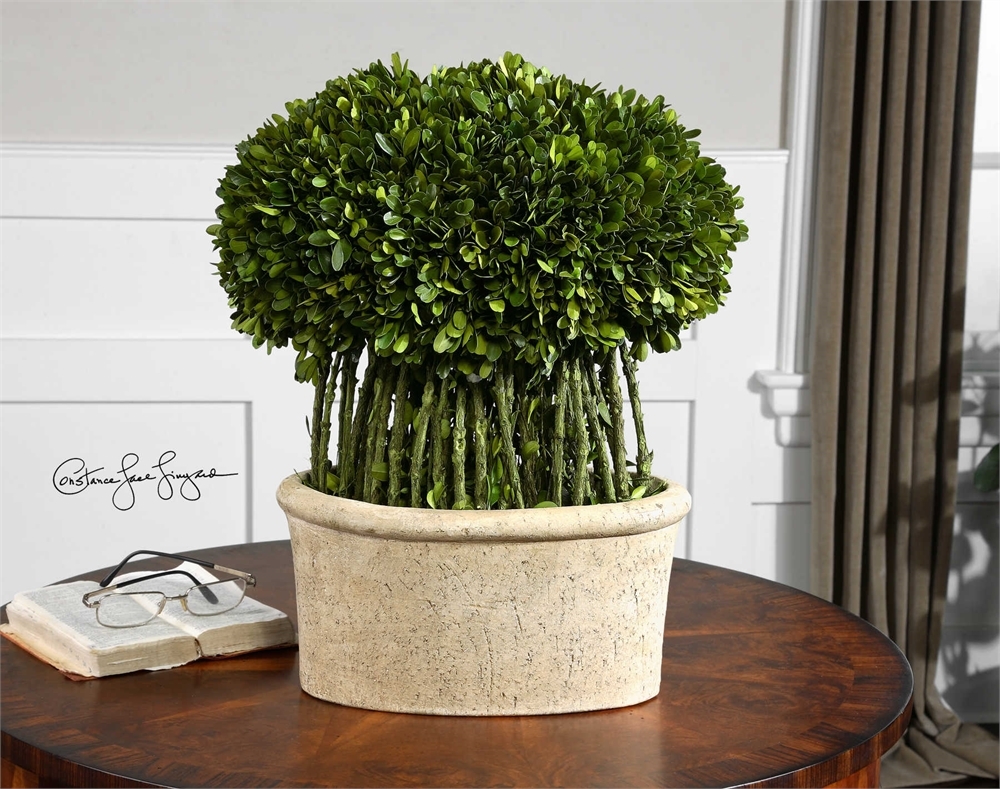 Preserved Boxwood, Willow Topiary - Image 1