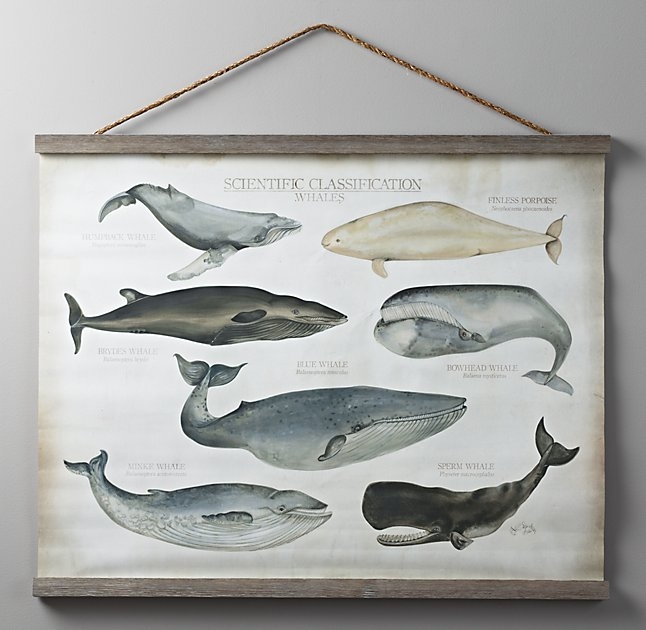 Scientific Whale Tapestry - 42x30 Framed - Image 0