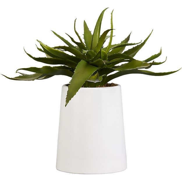 Potted aloe - Image 0