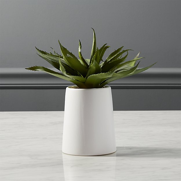 Potted Aloe - Image 2