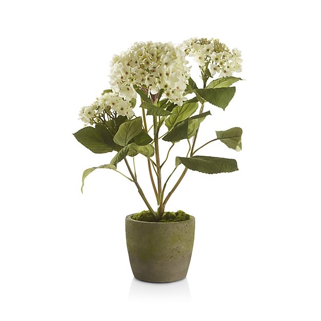 Potted Hydrangea Plant - Image 0