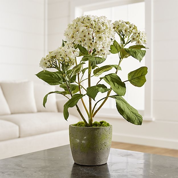 Potted Hydrangea Plant - Image 1