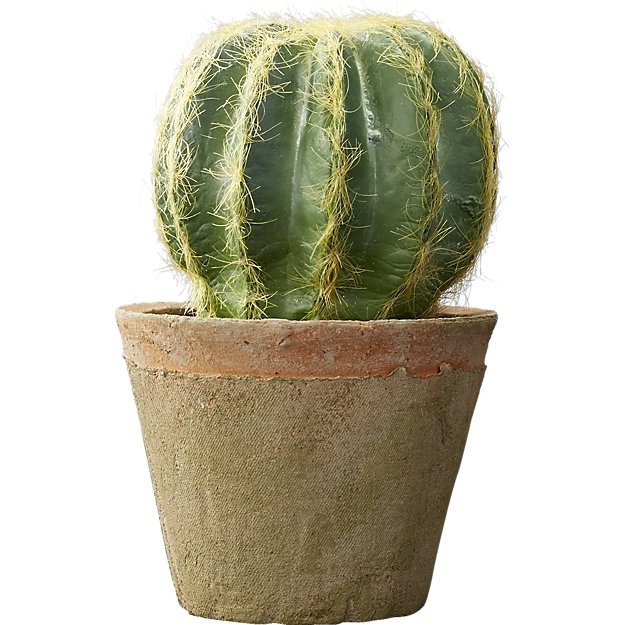 potted 6" cactus - Image 0