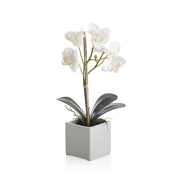 Potted Orchid Plant - Image 0