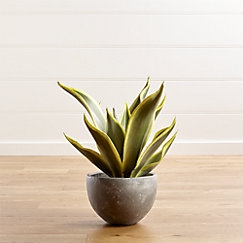 Large Potted Plant - Image 0