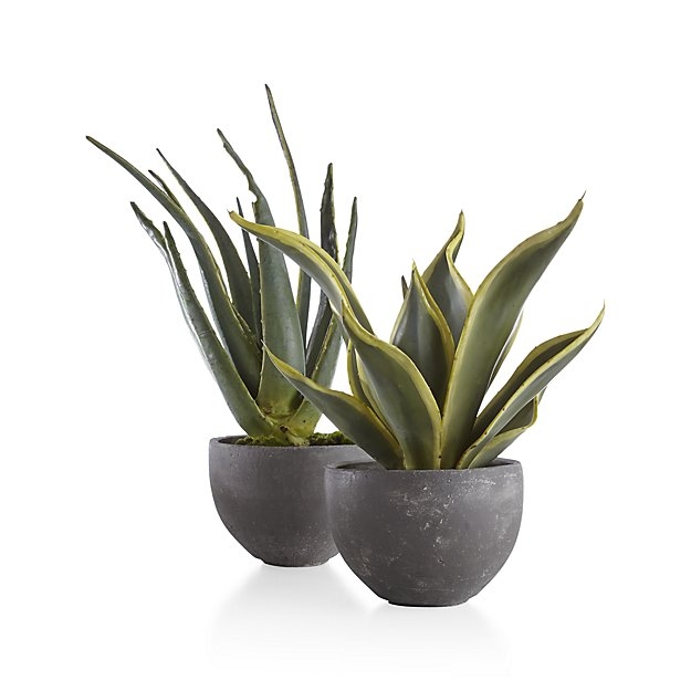 Large Potted Plant - Image 1
