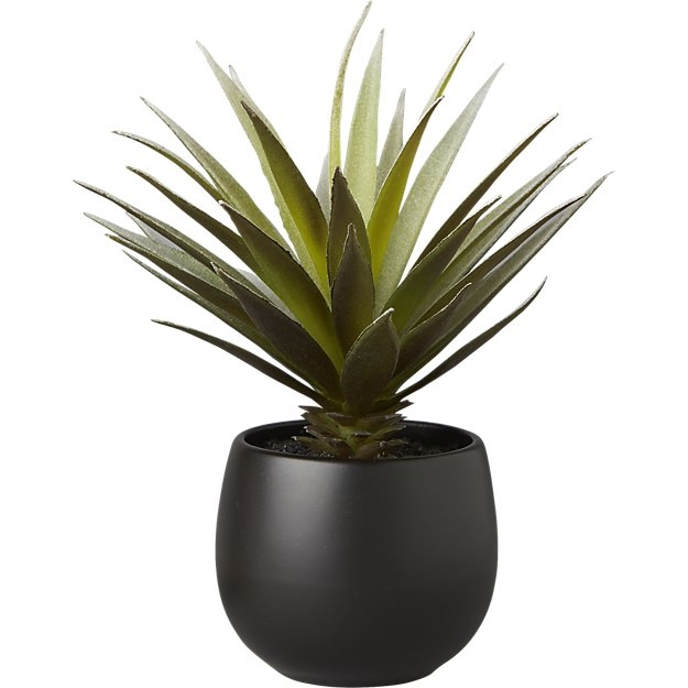 potted succulent with black pot - Image 0