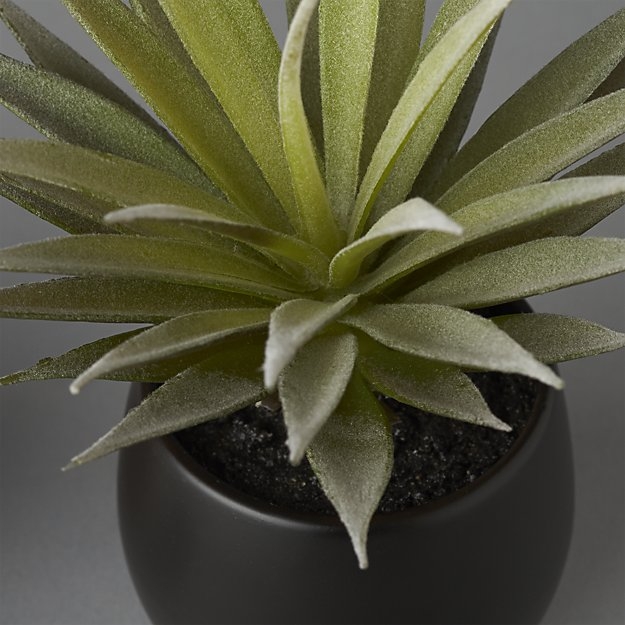 potted succulent with black pot - Image 2