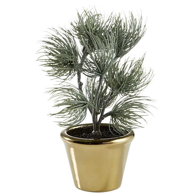 potted 8.5" ponderosa pine - Image 0