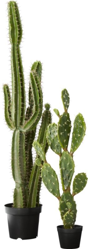 "potted 39"" prickly pear cactus" - Image 2