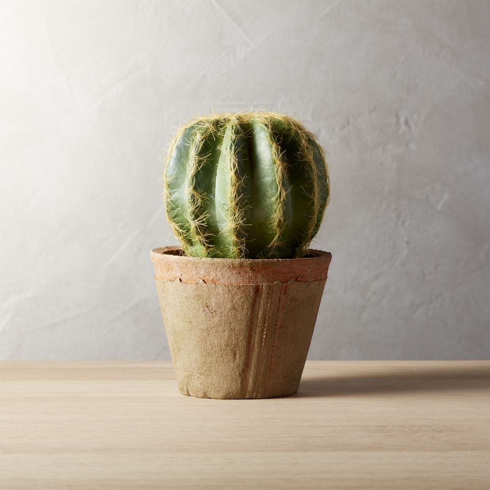 "potted 6"" golden barrel cactus" - Image 0