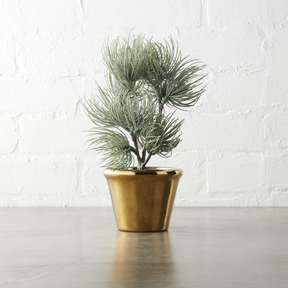 "potted 8.5"" ponderosa pine" - Image 0