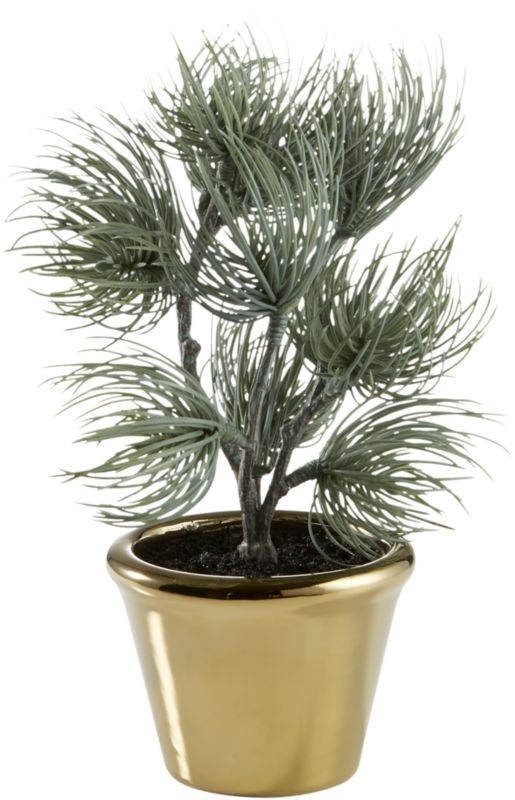 "potted 8.5"" ponderosa pine" - Image 1